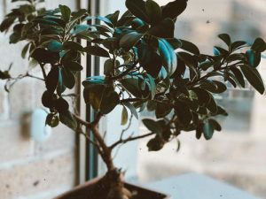 Mindfulness och växter